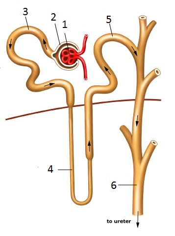 Remedial : Sistem Ekskresi - Quiz